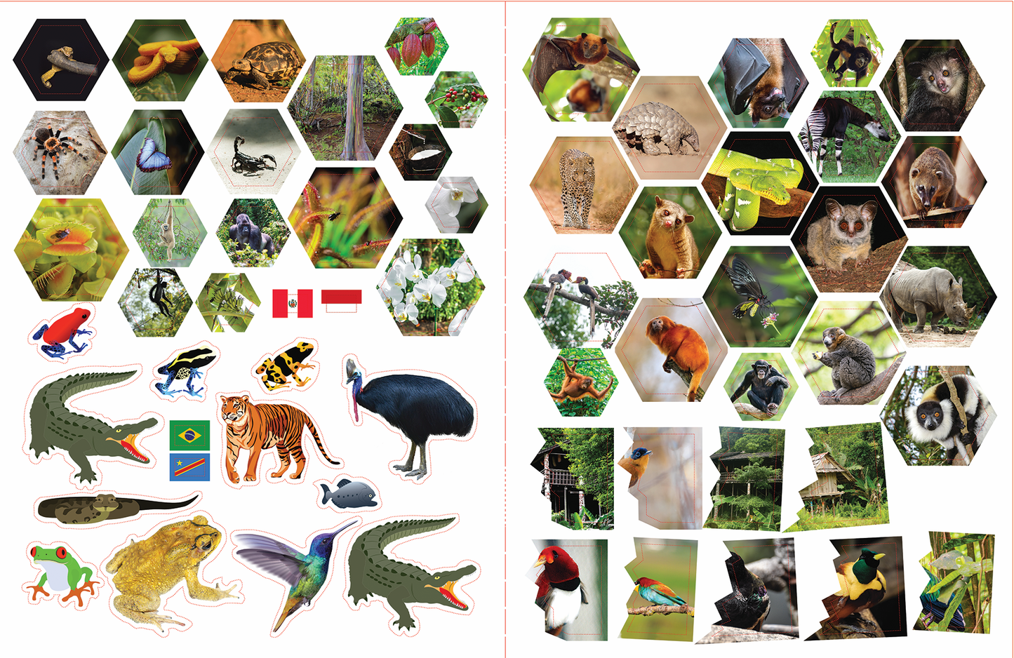 Bear Grylls Rainforests Activity Book