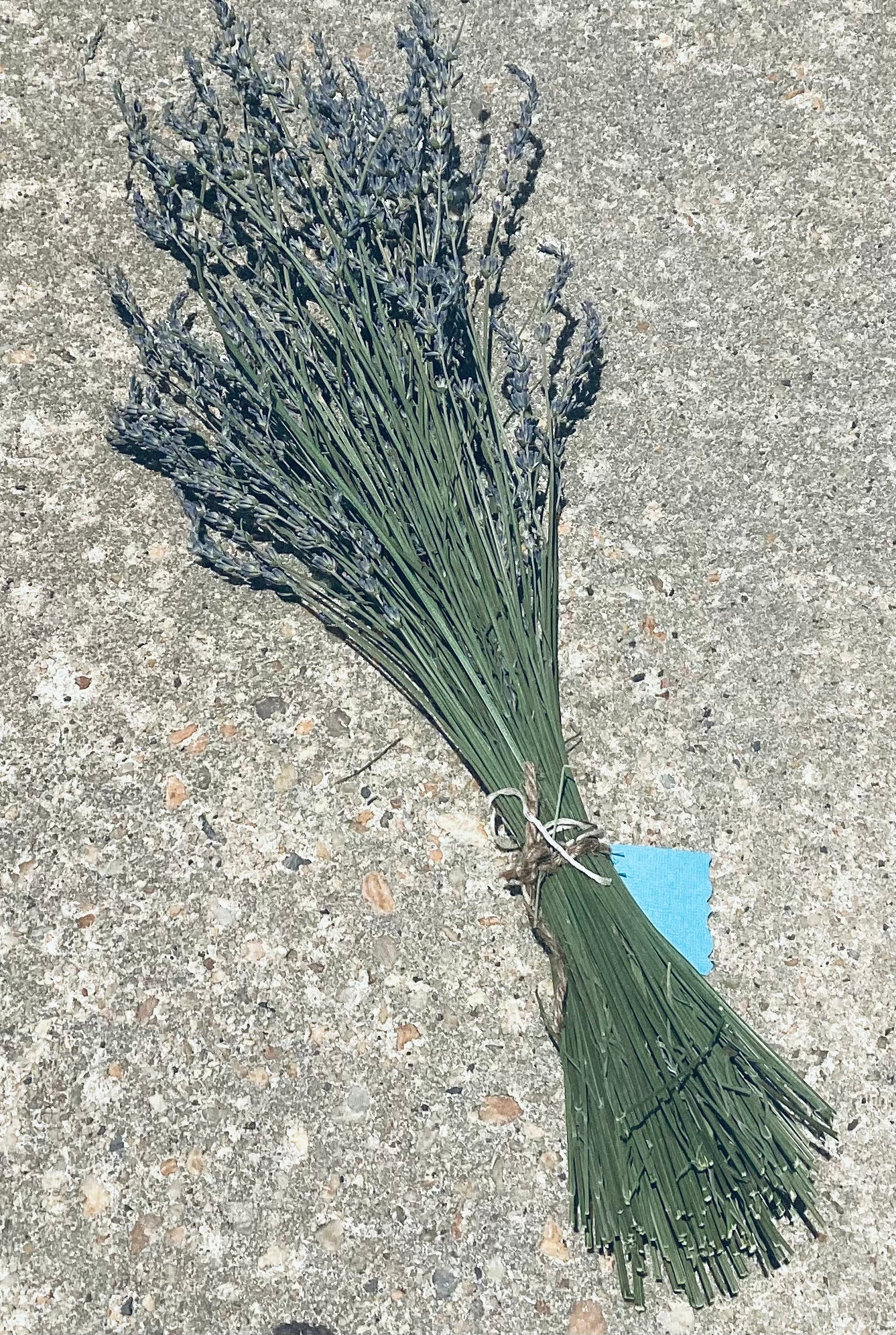dried lavender