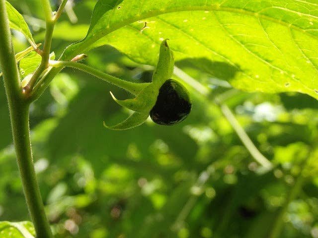 Olloïs Belladonna 30C Vegan Organic; 80 Homeopathic Pellets