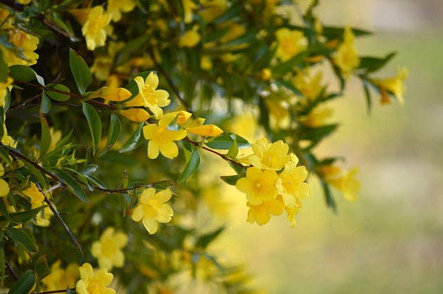 Olloïs Gelsemium Sempervirens 200CK Vegan Organic, 80 Pel.