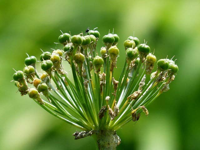Olloïs Allium Cepa 200CK Vegan Organic kosher, 80 Pellets