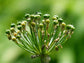 Olloïs Allium Cepa 200CK Vegan Organic kosher, 80 Pellets