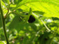 Olloïs Belladonna 30C Vegan Organic; 80 Homeopathic Pellets
