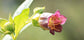 Olloïs Belladonna 30C Vegan Organic; 80 Homeopathic Pellets